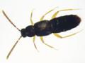 Callicerus rigidicornis